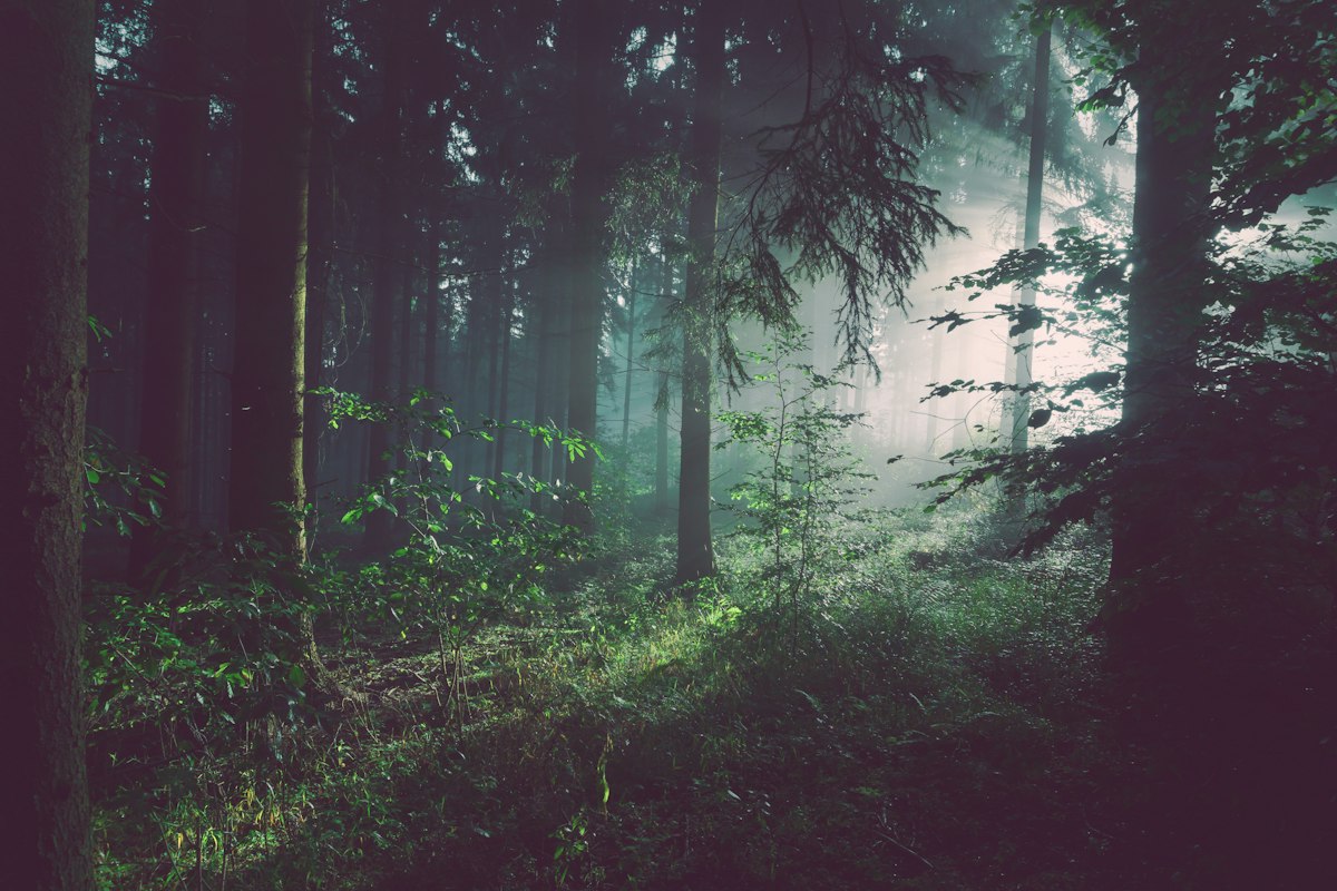 A peaceful green forest, one of Typeblock’s daily backgrounds